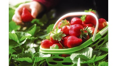 中牟县姚家乡罗宋村的绿色草莓香甜味美 十元一斤