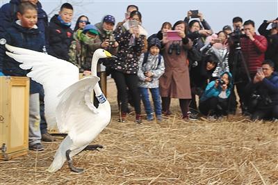 迁徙季来临 野鸭湖大天鹅达峰值