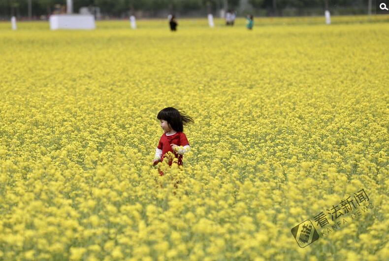 出游新选择！顺义油菜花海美如画