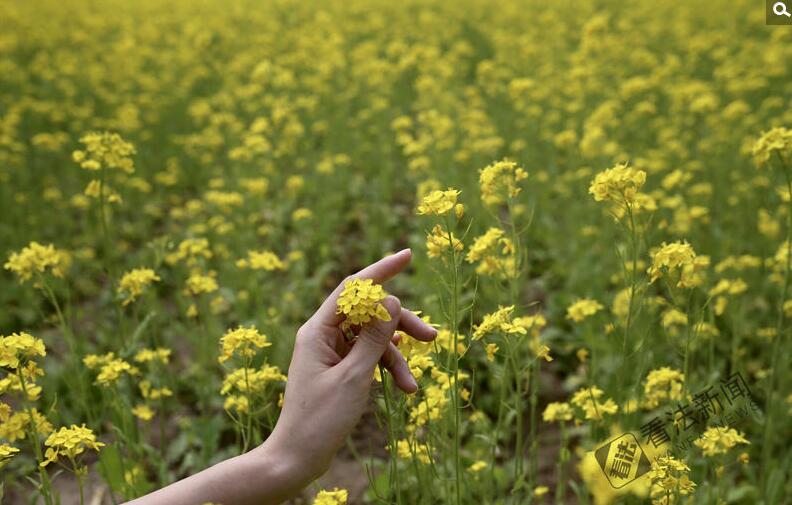 出游新选择！顺义油菜花海美如画