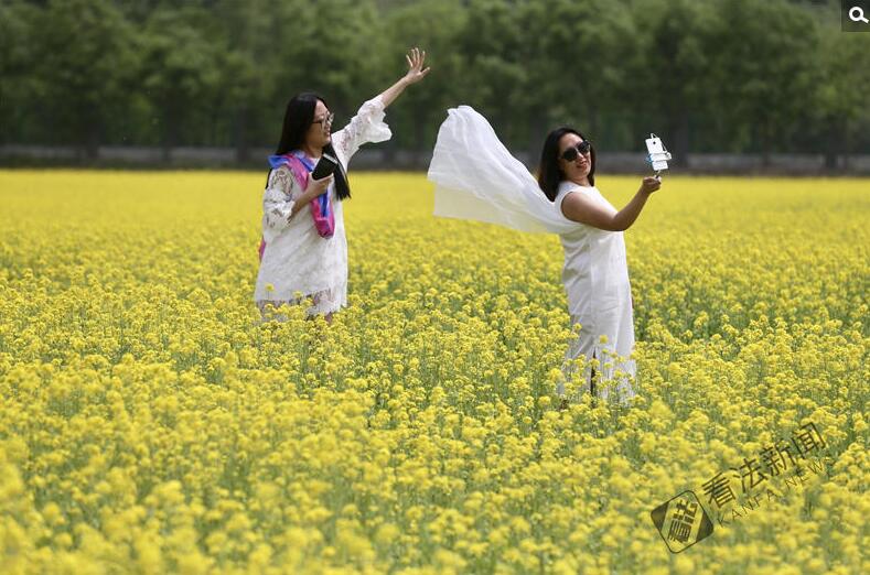 出游新选择！顺义油菜花海美如画