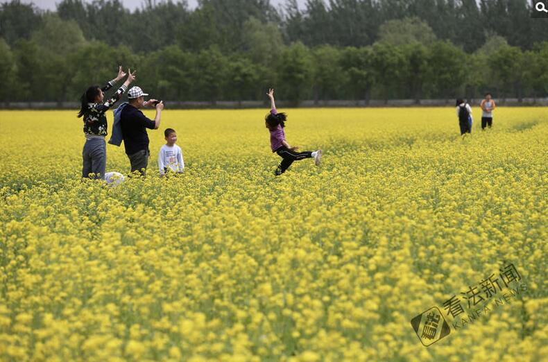 出游新选择！顺义油菜花海美如画