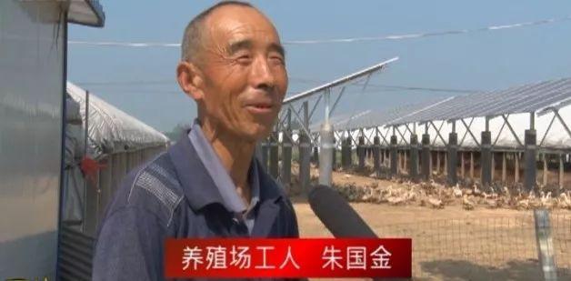 大仵乡刘楼村这几位村民了不得，仅靠养鸭一个月效益就达四五十万元！