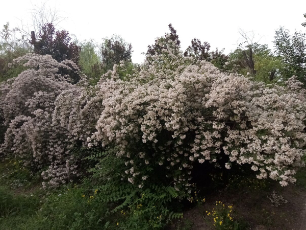 初夏时光——猬实花开照眼明