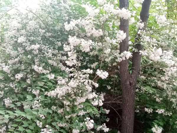 初夏时光——猬实花开照眼明