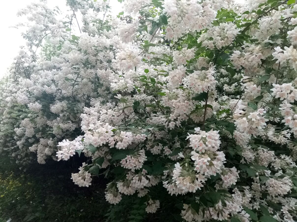 初夏时光——猬实花开照眼明