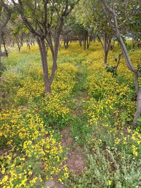 初夏时光——猬实花开照眼明