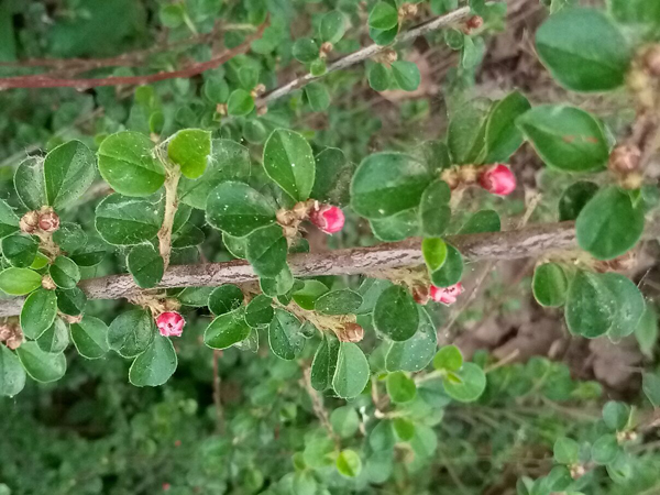 初夏时光——猬实花开照眼明