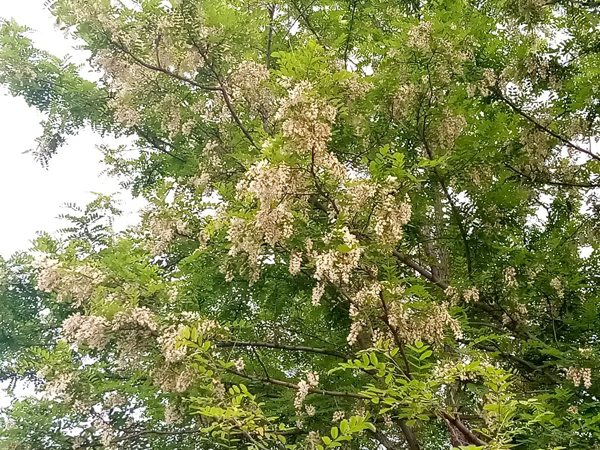 初夏时光——猬实花开照眼明