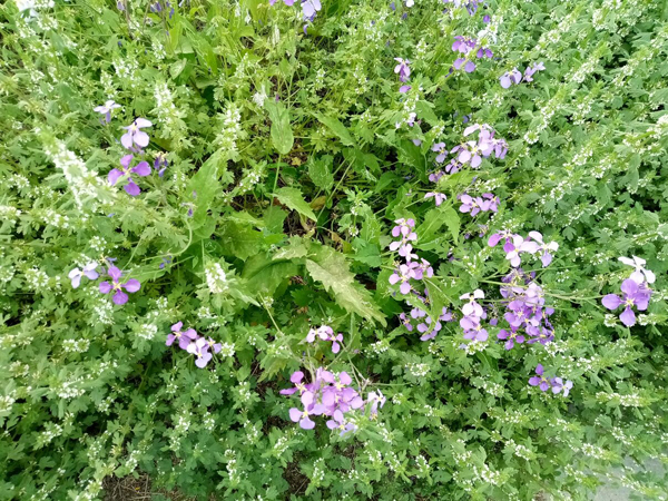 初夏时光——猬实花开照眼明