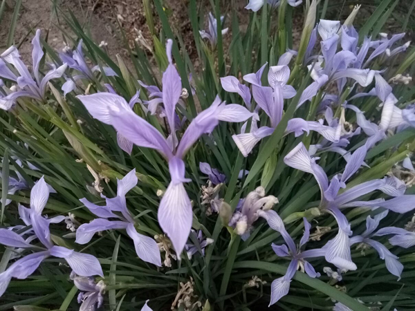 初夏时光——猬实花开照眼明