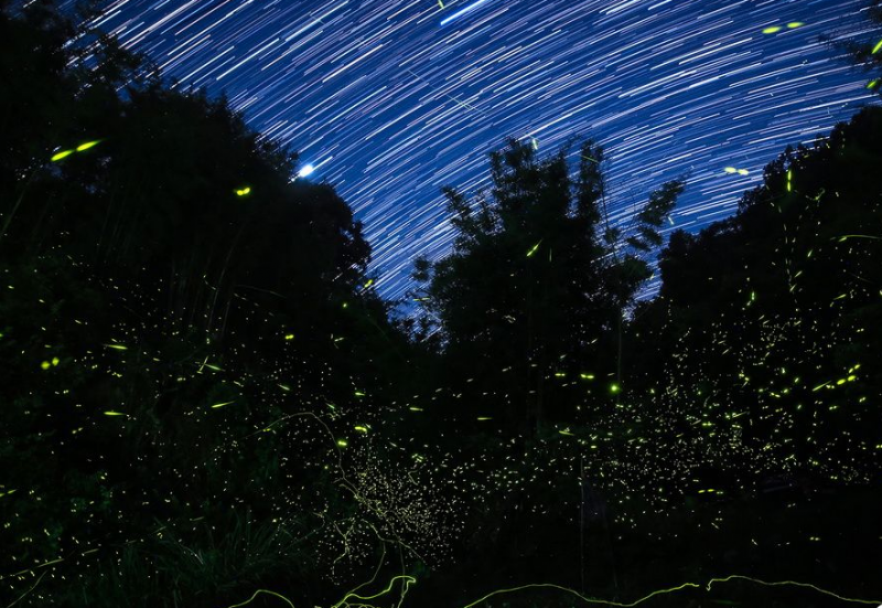 多地进入萤火虫观赏季 萤光与星空共舞