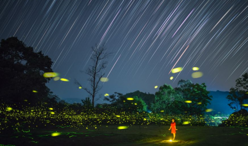 多地进入萤火虫观赏季 萤光与星空共舞