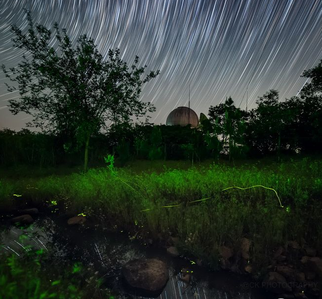 多地进入萤火虫观赏季 萤光与星空共舞