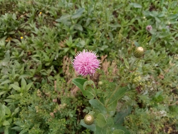 望远花摇曳 迎风蓟絮扬——老君堂公园夏景