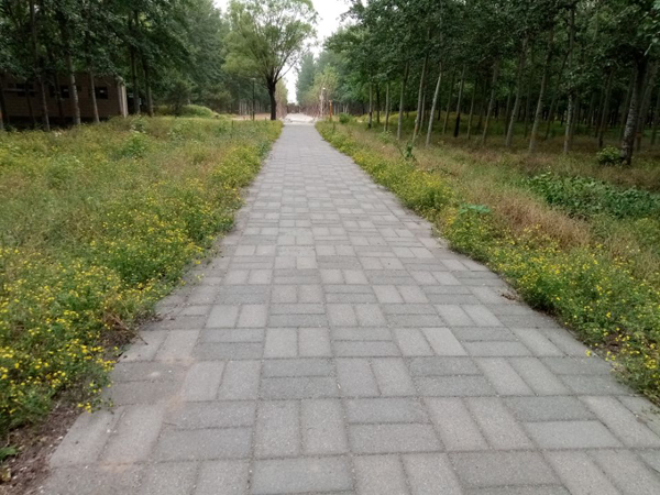 望远花摇曳 迎风蓟絮扬——老君堂公园夏景
