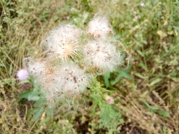 望远花摇曳 迎风蓟絮扬——老君堂公园夏景