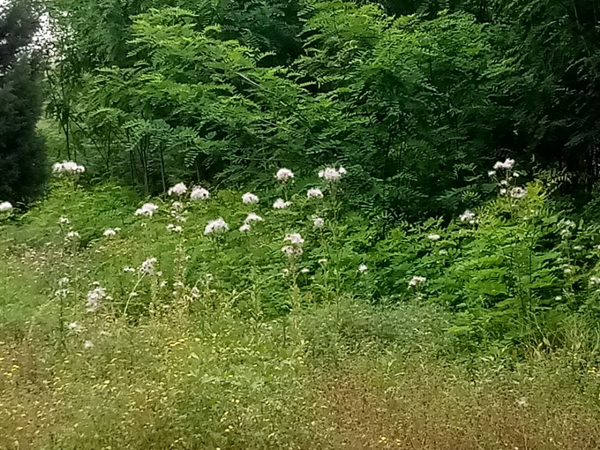 望远花摇曳 迎风蓟絮扬——老君堂公园夏景