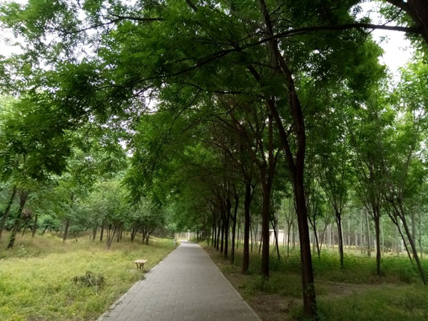 望远花摇曳 迎风蓟絮扬——老君堂公园夏景