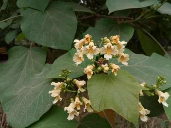 望远花摇曳 迎风蓟絮扬——老君堂公园夏景