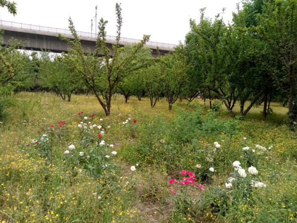 望远花摇曳 迎风蓟絮扬——老君堂公园夏景