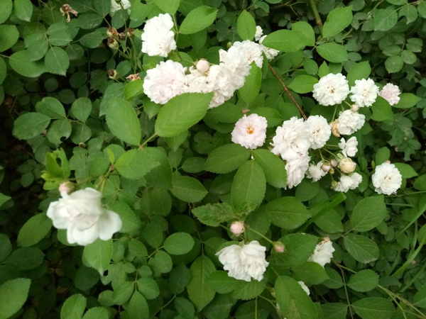 望远花摇曳 迎风蓟絮扬——老君堂公园夏景