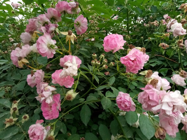 望远花摇曳 迎风蓟絮扬——老君堂公园夏景