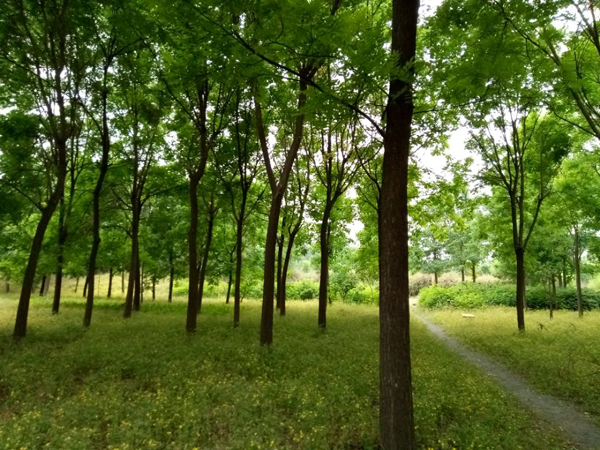 望远花摇曳 迎风蓟絮扬——老君堂公园夏景