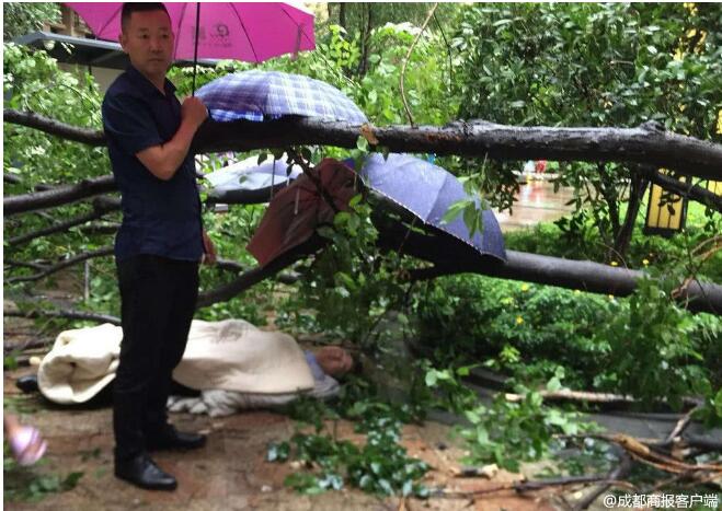 成都大风暴雨 男子被大树砸成颅内出血