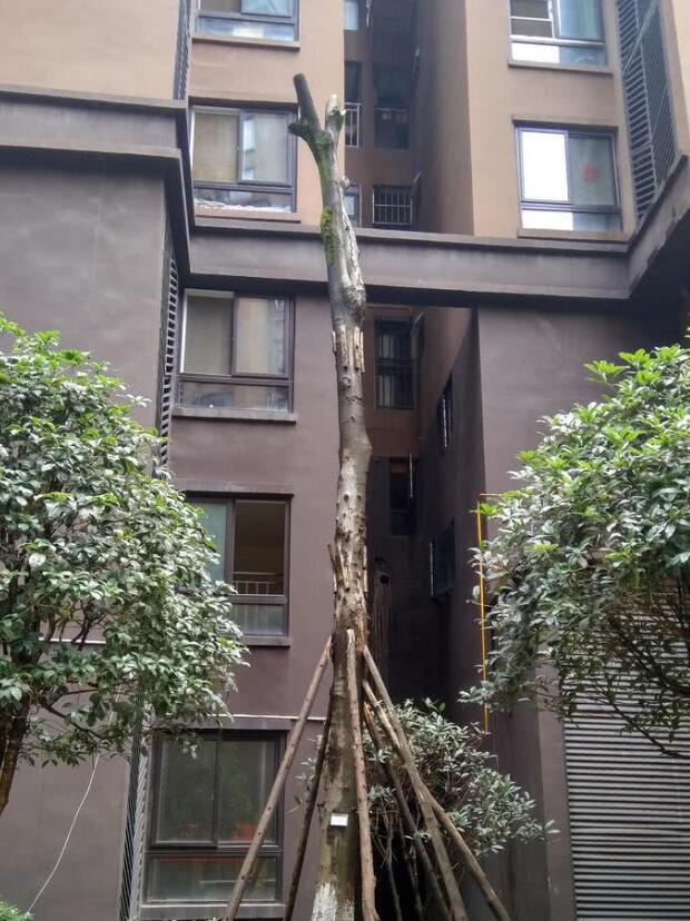 成都大风暴雨 男子被大树砸成颅内出血