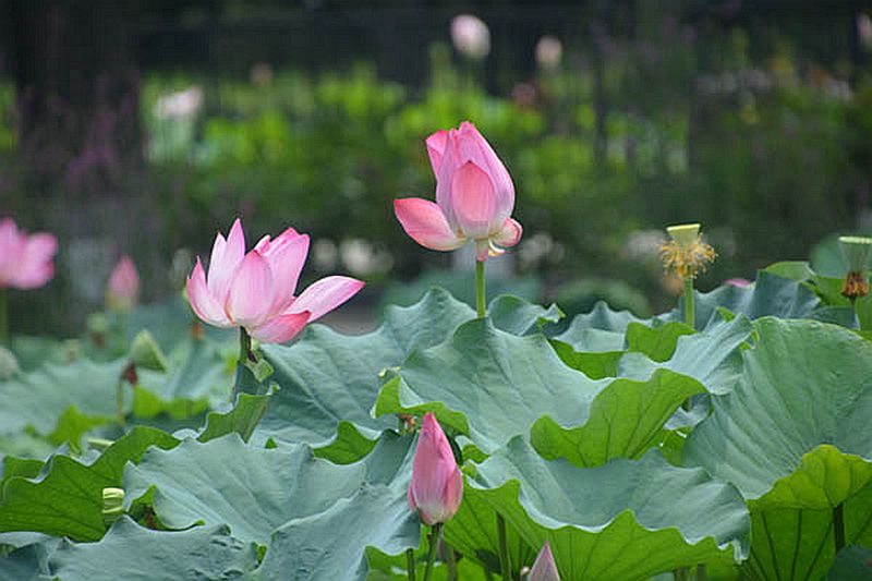 靳紫梦学拍——莲花池公园的荷