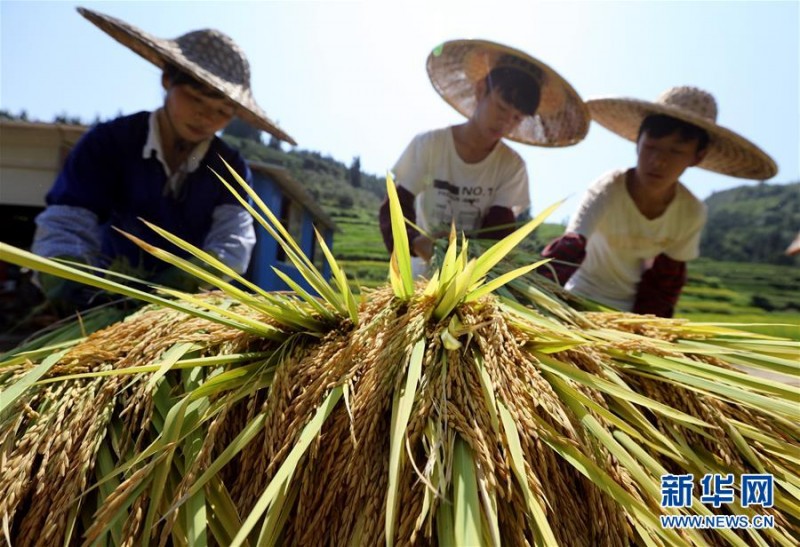 广西三江：高山鱼稻迎来丰收季