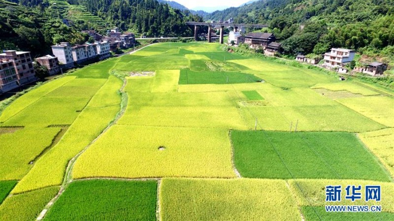 广西三江：高山鱼稻迎来丰收季