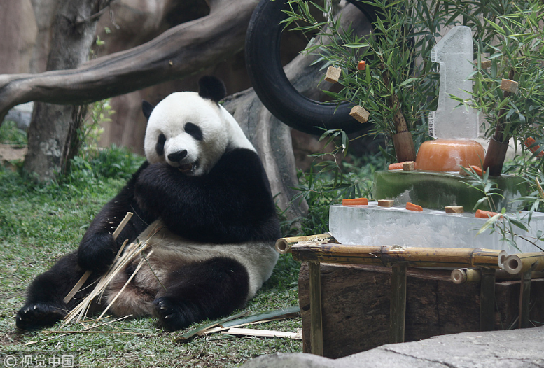 中国大熊猫落户印尼满一年 动物园准备“蛋糕”庆祝