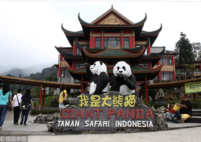 中国大熊猫落户印尼满一年 动物园准备“蛋糕”庆祝
