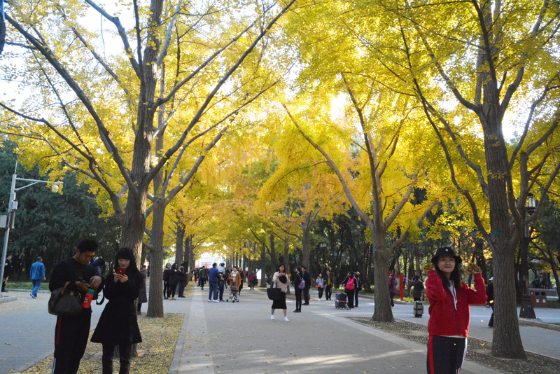 地坛公园——银杏大道