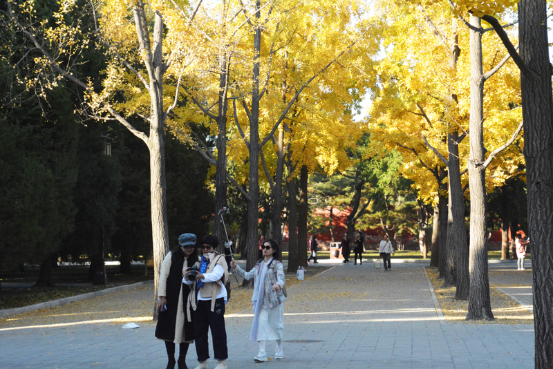 地坛公园——银杏大道
