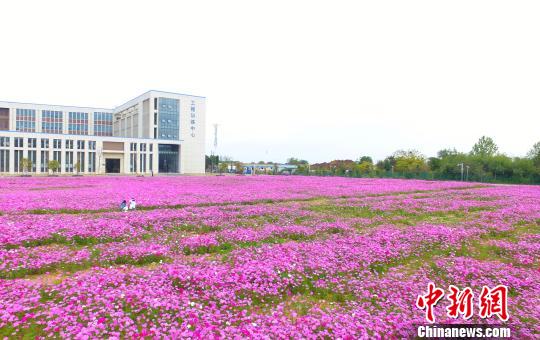 壮观、粉色浪漫花海 