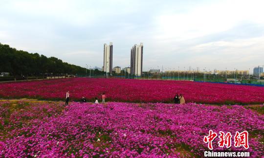 江西一高校现粉色浪漫花海场面壮观