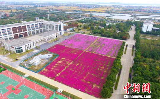 壮观、粉色浪漫花海 