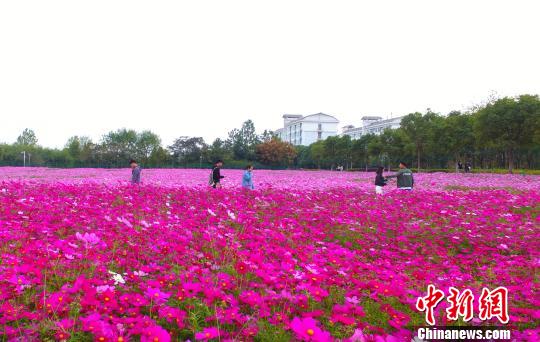 壮观、粉色浪漫花海 