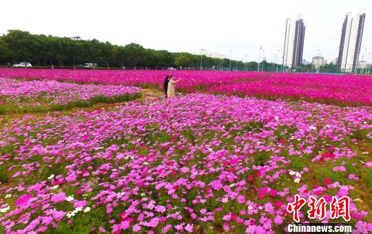 壮观、粉色浪漫花海 