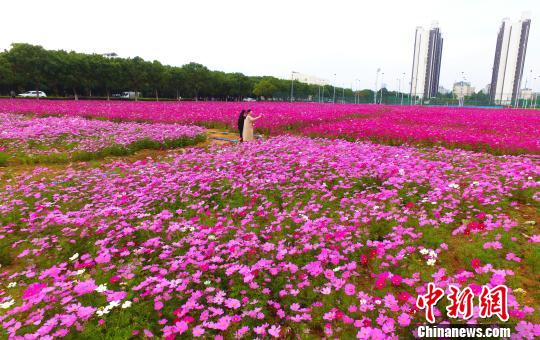 壮观、粉色浪漫花海 