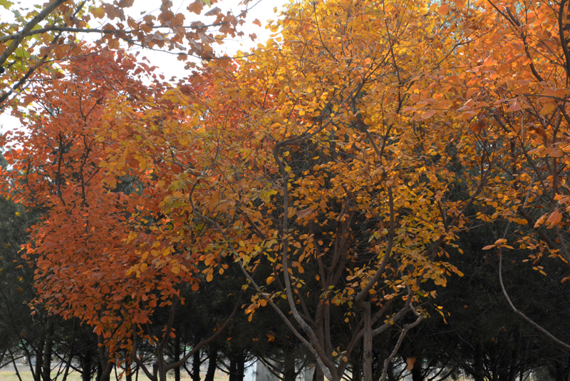 南海子公园——缤纷秋色浓于染
