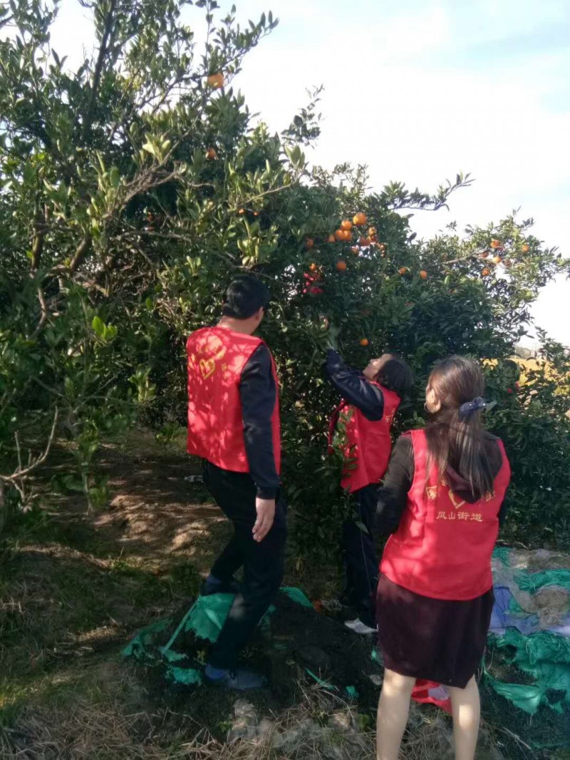余姚市乐善公益:义卖桔子助学生 筹集善款帮病人