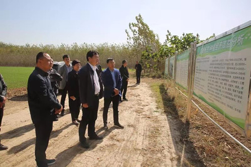 河南省商丘市柘城"杨树哥放弃百万年收入 创业带领乡亲们走上绿色富裕