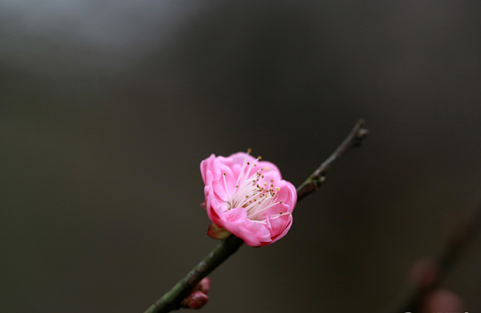 杭州灵峰梅花零星绽放