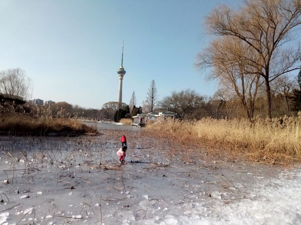 冬日暖阳下的玉渊潭公园——李月手机拍图