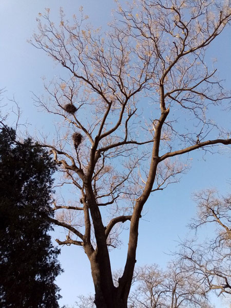 冬日暖阳下的玉渊潭公园——李月手机拍图