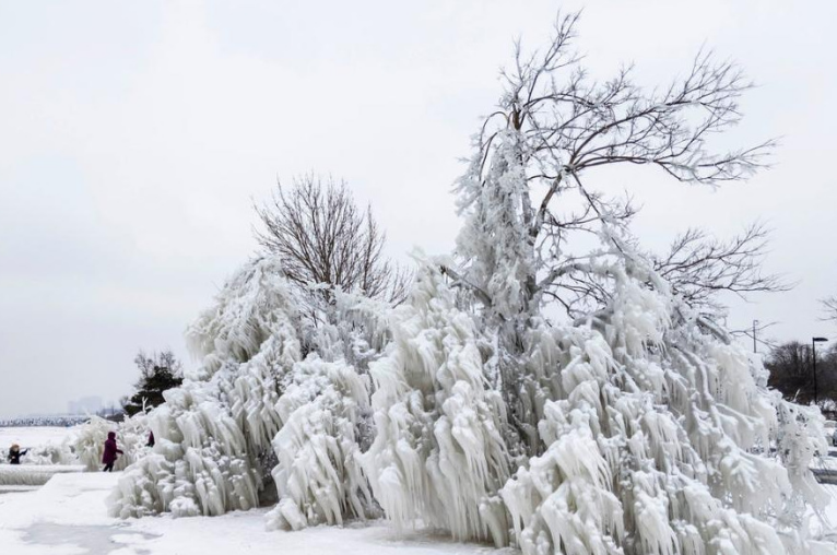 极地涡旋”席卷美国 芝加哥树木成冰雕